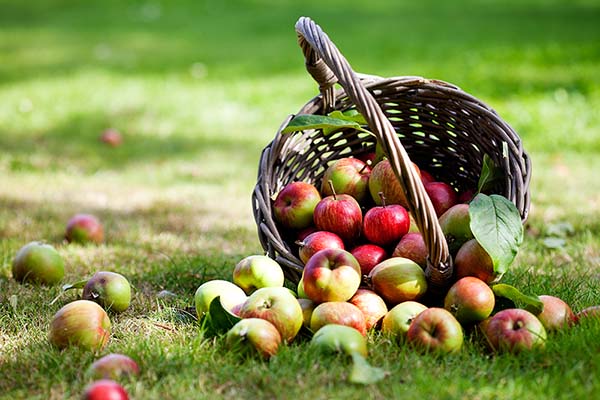 2024 U-PICK Apples